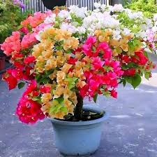 Mixed Climbing Bougainvillea Flower Seeds