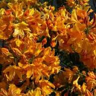Yellow Light Rhododendron Flower Seeds Premium Floral Seeds for Decorative Home - Heirloom Non GMO Premium Garden Seeds