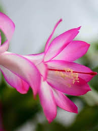 Pink Light Schlumbergera Flower Seeds