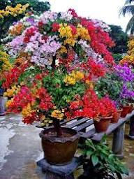 Mixed Climbing Bougainvillea Flower Premium Floral for Decorative Home Landscapes Heirloom Non-GMO Seeds - Heirloom No