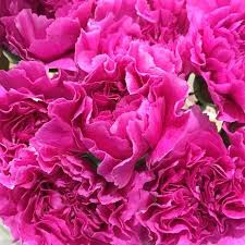 Pink Carnation Flower Seeds for Planting Heirloom Non-GMO High Germination Organic Garden Seeds Colorful Blooms