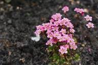 Pink Saxifraga Flower Seeds Heirloom - Heirloom Non GMO Premium Garden Seeds for Planting, High Germination Outdoor Plan
