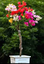 Mixed Climbing Bougainvillea Flower Premium Floral for Decorative Home Landscapes Heirloom Non-GMO Seeds - Heirloom No