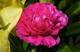 Pink Carnation Flower Seeds for Planting Heirloom Non-GMO High Germination Organic Garden Seeds Colorful Blooms