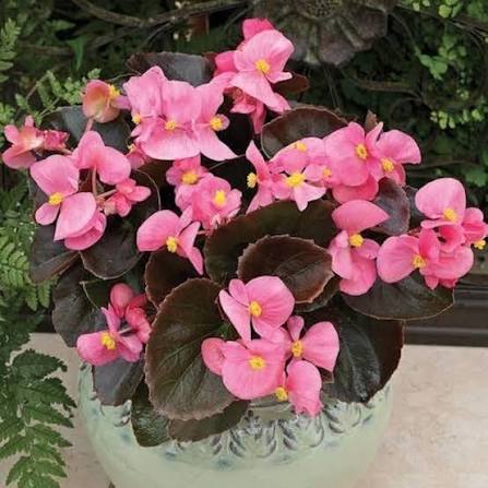 Pink Pale Begonia Flower Seeds
