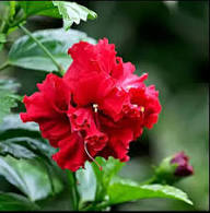 Double Balsam Flower Seeds - Heirloom, Non-GMO, High Germination Flower Seeds for Planting