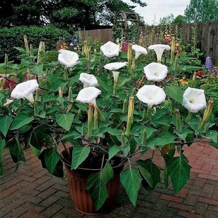 White Horn Flower Seeds
