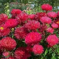 Red Aster Flower Flower Seeds - Heirloom Non GMO High Germination Organic Garden Planting Seeds