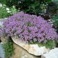 Purple Creeping Thyme Flower Seeds - Heirloom Non GMO High Germination Flower Seeds for Planting