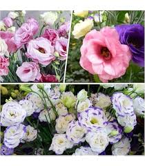 Mixed Eustoma Flower Seeds