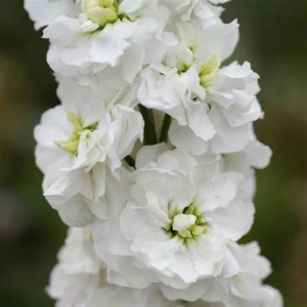 White Hoarystock Flower Seeds