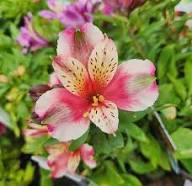 Alstroemeria Flower Seeds Rare Blooming Plants Balcony and Patio Gardening Colorful Seeds for Planting Heirloom Non-GMO