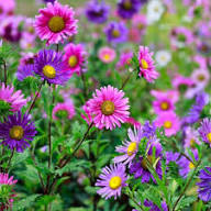 Pink Aster Flower Seeds for Planting Rare Blooming Plants Heirloom Non-GMO High Germination Organic Garden Seeds Colorfu