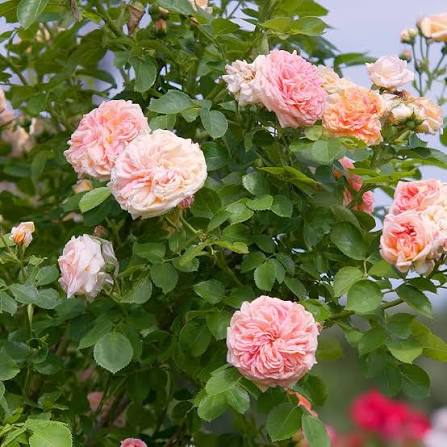 Climbing Rose Flower Seeds