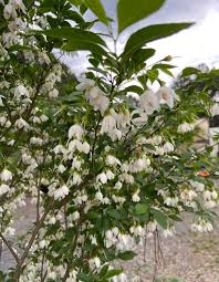 White Sollya Heterophylla Flower Flower Seeds - Heirloom Non GMO High Germination Organic Garden Planting Seeds