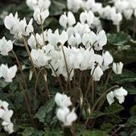 White Cyclamen Flower Seeds