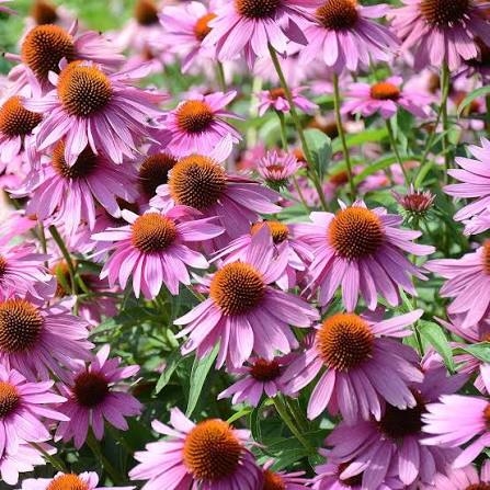 Perennial Echinacea Flower Seeds