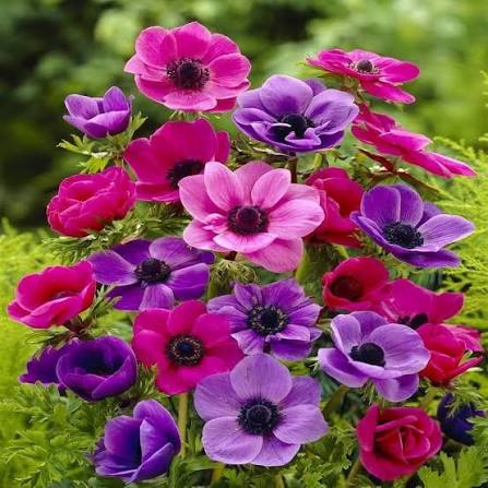 Mixed Anemone Flower Seeds