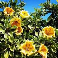 Solandra Flower Seeds