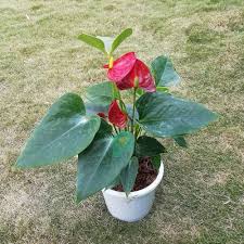 Anthurium Flower