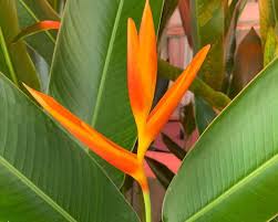 ORANGE HELICONIA Flower Seeds