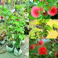Red Calliandra Flower Seeds