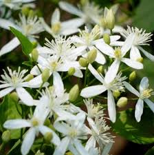 Buddha Jasmine Flower Seeds