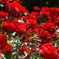 Red Rose Flower Flower Seeds - Heirloom Non GMO High Germination Organic Garden Planting Seeds