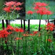 Higanbana Flower for Planting Heirloom Non-GMO High Germination Organic Garden for Colorful Landscapes Seeds - Heirloo