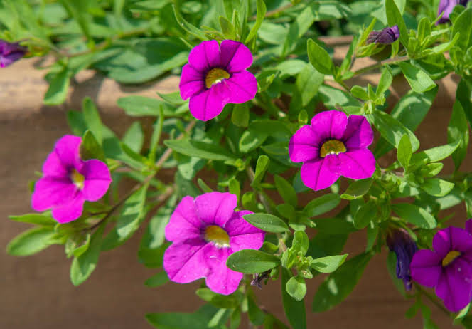 Purple Calibrachoa Flower Seeds