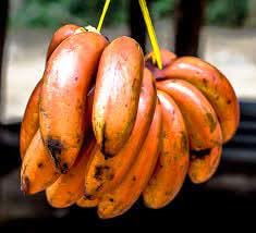 Banana Fruit Orange Variety High Yield Gardens For Kitchen Sowing Fruit Seeds