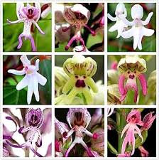 Mix Monkey Face Orchid Flower Seeds for Planting Heirloom Non - Heirloom Non GMO Flower Seeds, Premium High Germination