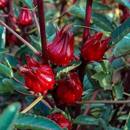 HIBISCUS ROSELLA Flower Seeds