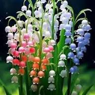 Lily The Valley Flower Seeds
