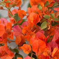Orange Bougainvillea Flower Seeds
