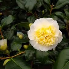 White Yellow Camellia Flower Seeds