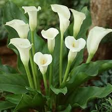 White Zantedeschia Calla Lily Flower Seeds