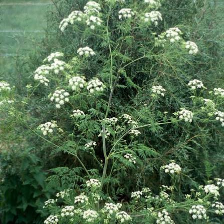 White Hemlock Flower Seeds