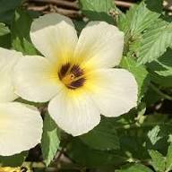 Subulata Flower Seeds