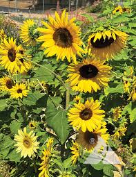 Yellow Dwarf Sunflower Seeds - Heirloom Non GMO High Germination Garden Seeds for Planting