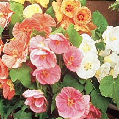 Mixed Abutilon Flower Seeds