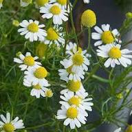 White Chamomile Flower Seeds Rare Blooming Plants Balcony and Patio Gardening Colorful Seeds for Planting - Heirloom Non