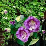 Violet Cobaea Flower Seeds - Heirloom Non GMO High Germination Flower Seeds for Planting