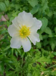 White Coulteri Flower Seeds - Heirloom Non GMO High Germination Flower Seeds for Home Garden Planting