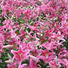 LILY Flower Seeds