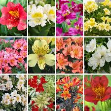 Mixed Alstroemeria Flower Seeds Colorful Blooms - Heirloom Non GMO High Germination Organic Garden Seeds for