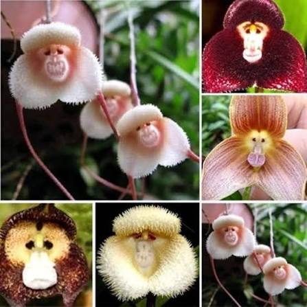 Monkey Orchid Flower for Planting Heirloom Non-GMO High Germination Organic Garden Seeds - Heirloom Non GMO High Germin