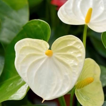White Anthurium Flower Seeds