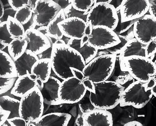 White Black Coleus Flower Seeds