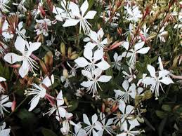 White Gaura Lindheimeri Flower Seeds
